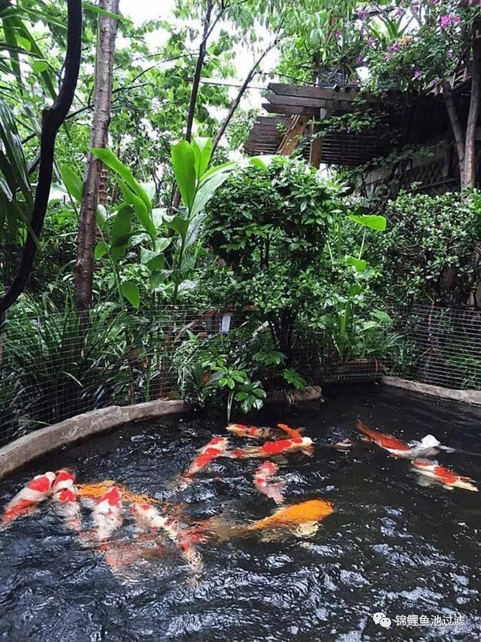 锦鲤缸水面起泡怎么办,锦鲤鱼池起水泡怎么解决