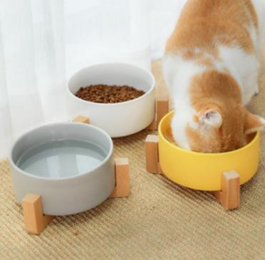 养猫攻略16件养猫好物推荐,养猫必备攻略