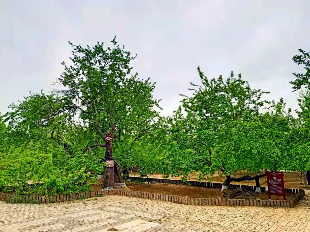 夏津东方紫桑文化博物馆暨酒庄项目举行奠基仪式