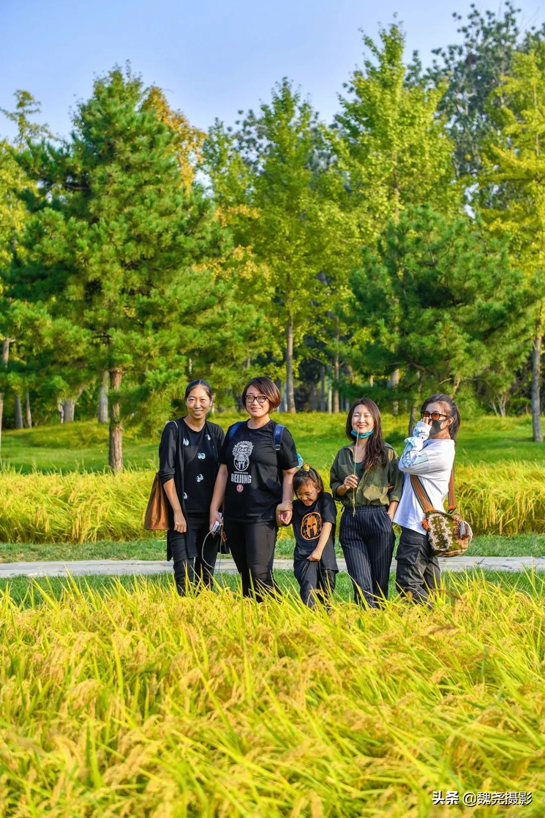 北京北坞公园里的京西稻又熟了,曾经只有皇上才能吃上这儿的大米