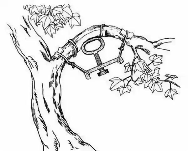 真柏盆景嫁接枝条什么时候拿弯,盆景三弯九拐枝条布局