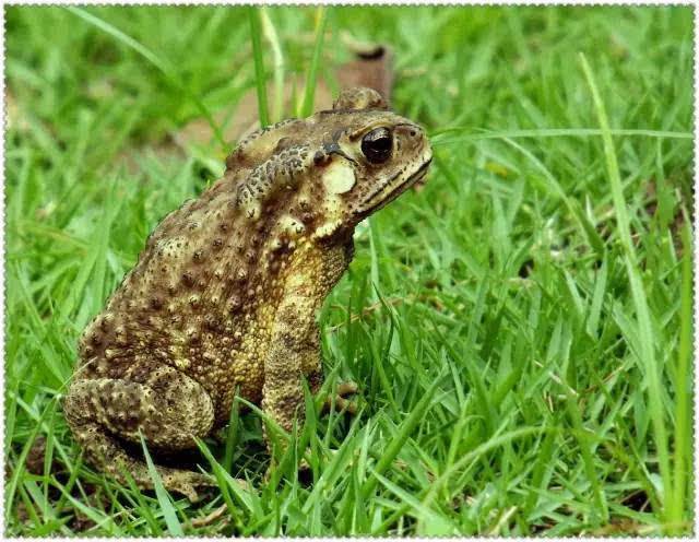 三条腿的蛤蟆动态,三条腿的蛤蟆原版