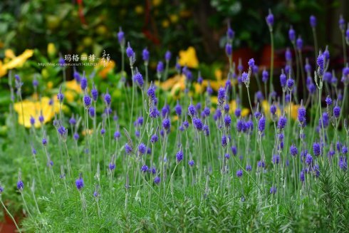 西餐常用的十三种香草介绍大全,西餐中常用的15种香料和香草