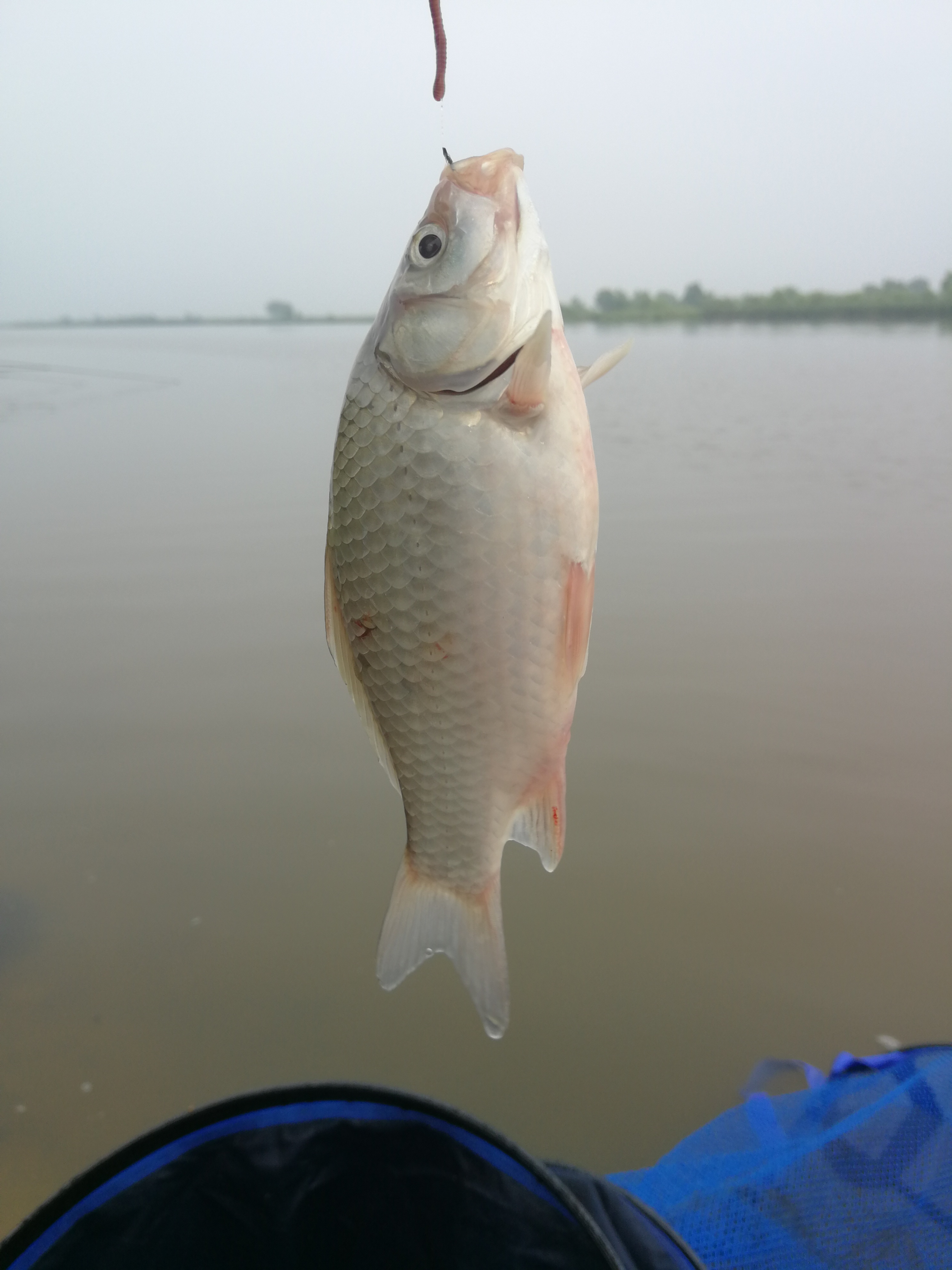 没用完的饵料我从来不扔,发酵了的鱼饵好处多着呢