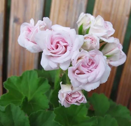 10种天竺葵,天竺葵100种图片大全