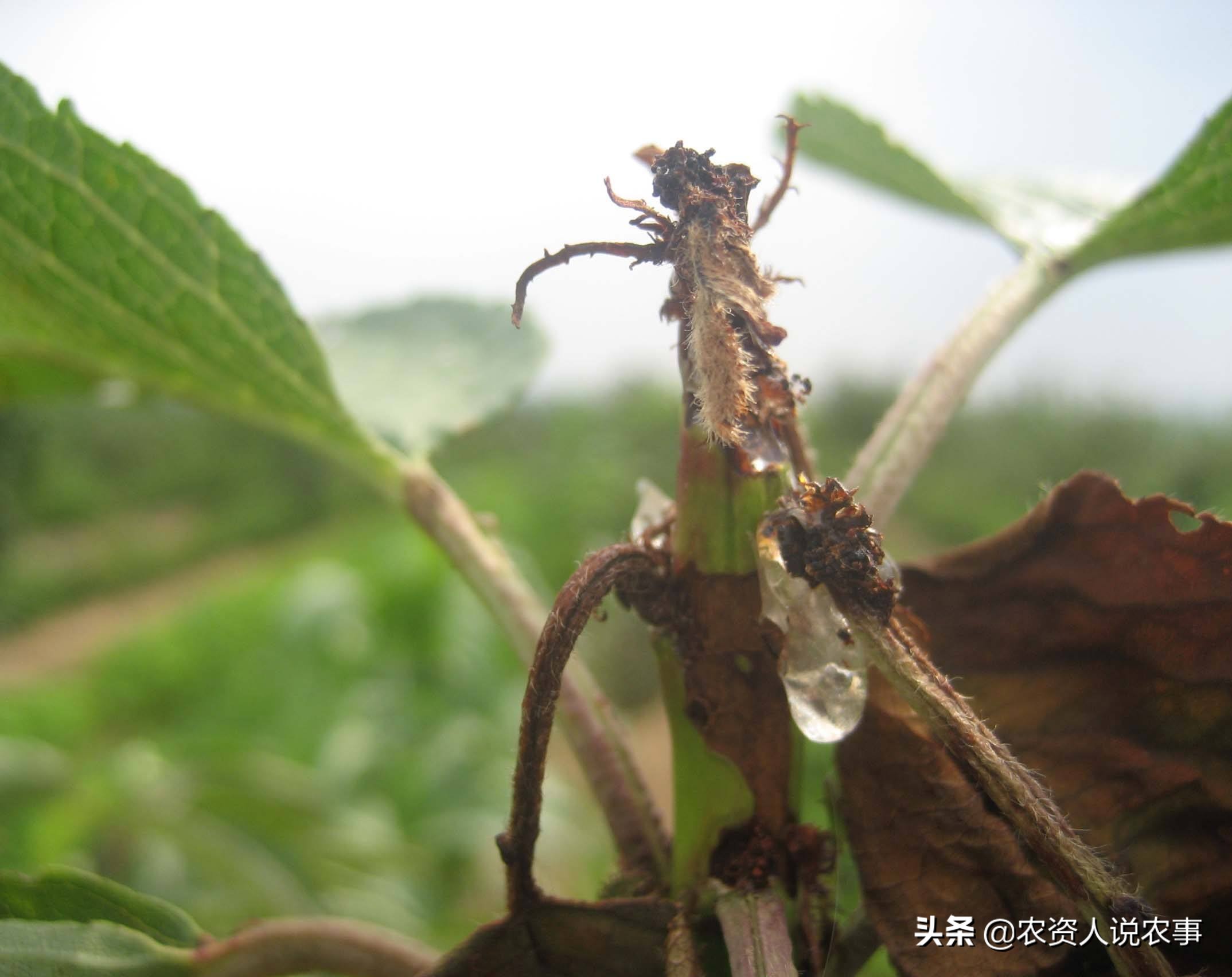治疗樱桃树流胶病都有什么好方法,樱桃树流胶病最有效的防治方法