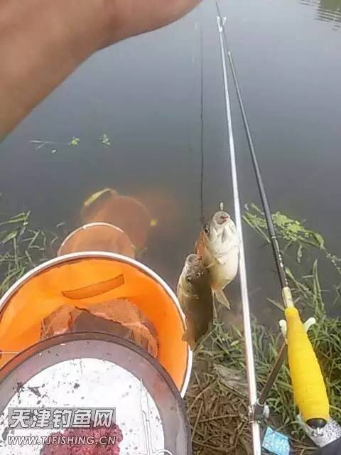 野钓饵料套装测试排名第一,钓饵品牌推荐