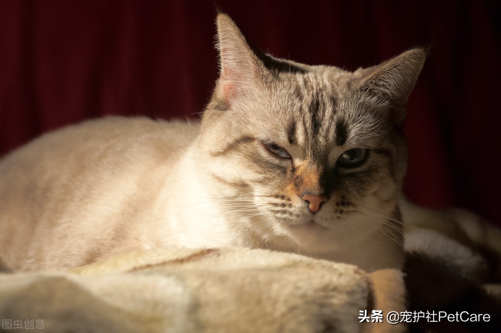 猫咪鼻子干眼睑外翻,猫咪鼻子很干耳朵热