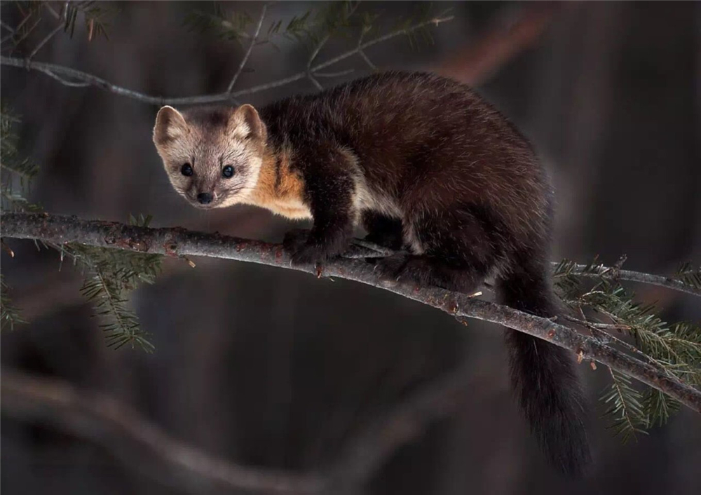 萌化延边发现珍稀紫貂,罕见紫貂现身长白山