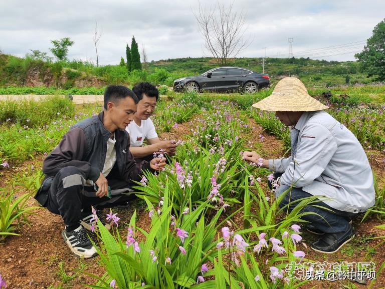 白芨种植春暖花会开,平坝天龙镇白芨