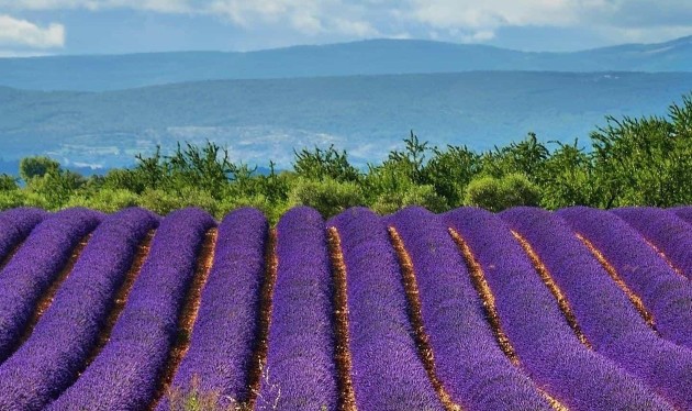 中医肺与大肠，肾与膀胱的实证特点