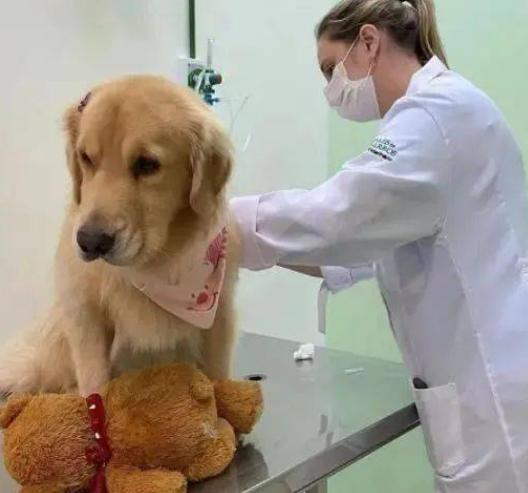 十大不建议养金毛犬的原因,养金毛犬要注意什么