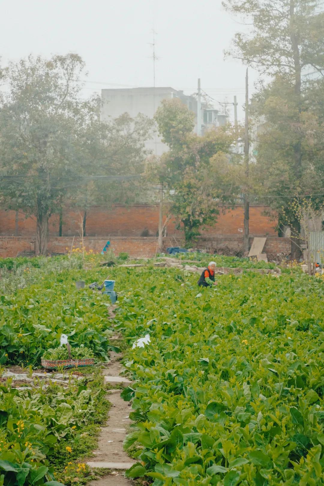 沙河边的野生菜市，是成都嬢嬢的狂欢现场