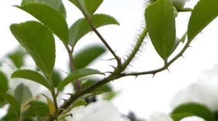 月季玫瑰蔷薇的果实,蔷薇玫瑰月季怎么分辨