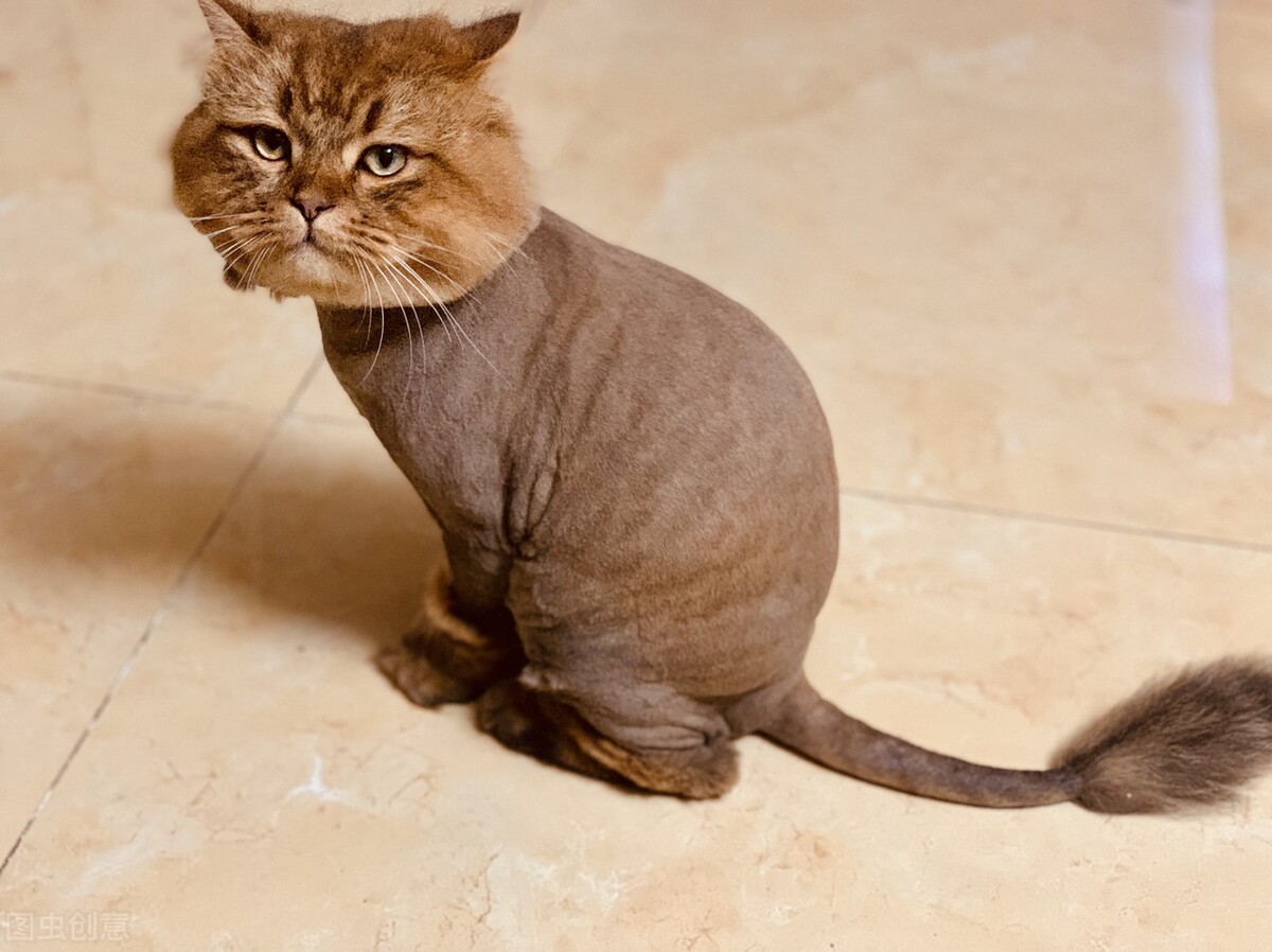 猫怎么养新手养猫需注意4大问题,夏天养猫怎么预防生病