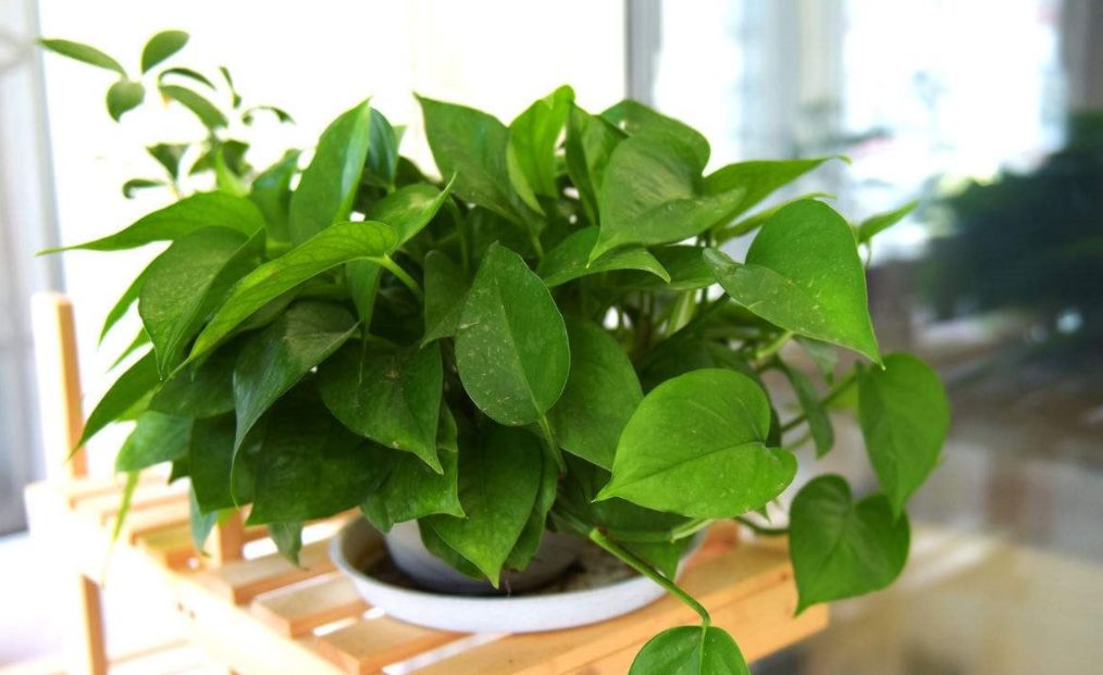 绿萝喝酱油水怎么养才能更旺盛,养绿萝小窍门营养液可以自制吗