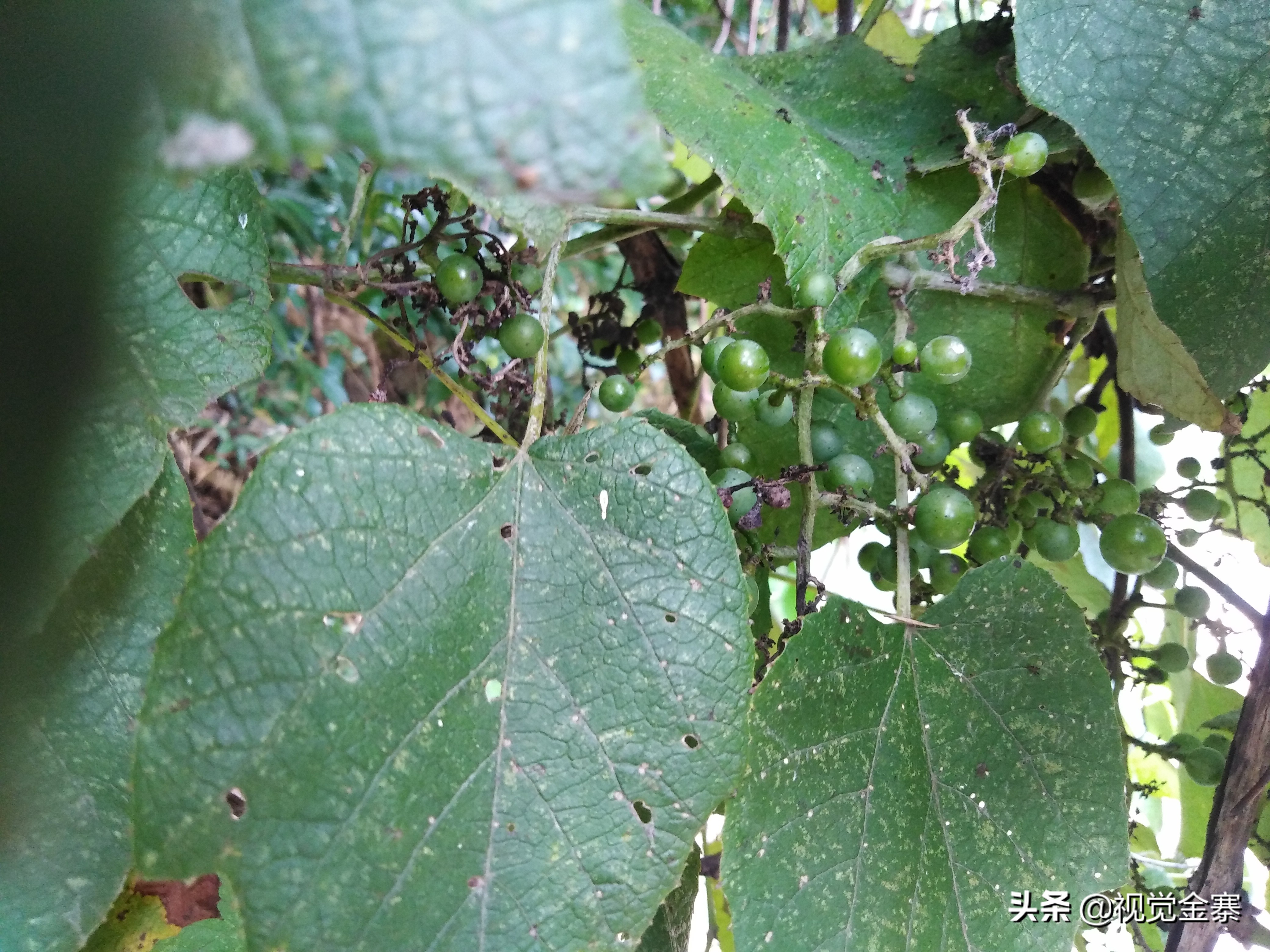 大别山稀有灵芝,大别山野生灵芝