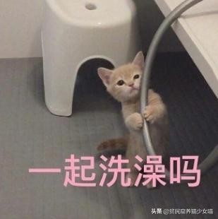 洗猫妙招,洗猫绝招