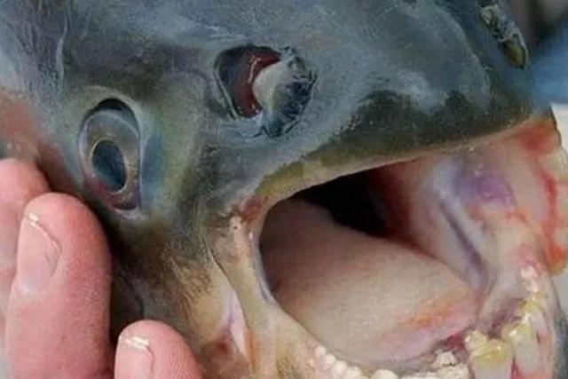 亚马逊河最恶心的动物,亚马逊河十大危险动物