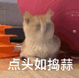 福懋动物医院:猫咪皮肤病不难治,看了这篇你就懂了