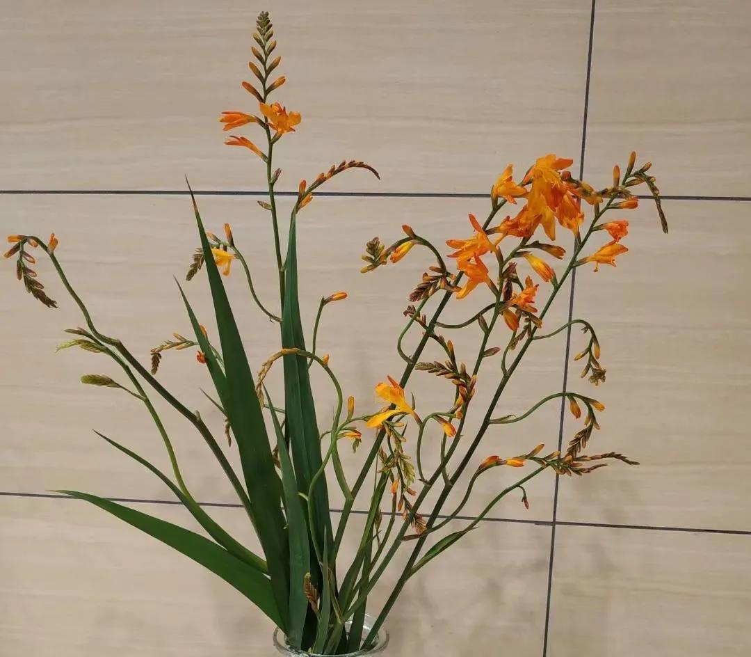 50种花材大全,常用鲜切花品种及图片