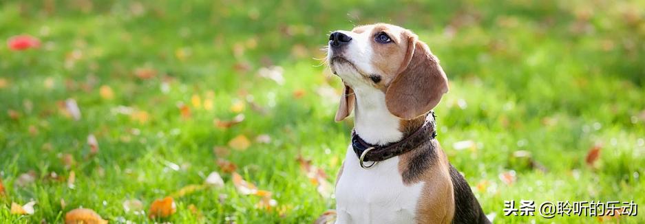 训练小狗拿食盆,训练小狗随地大小便