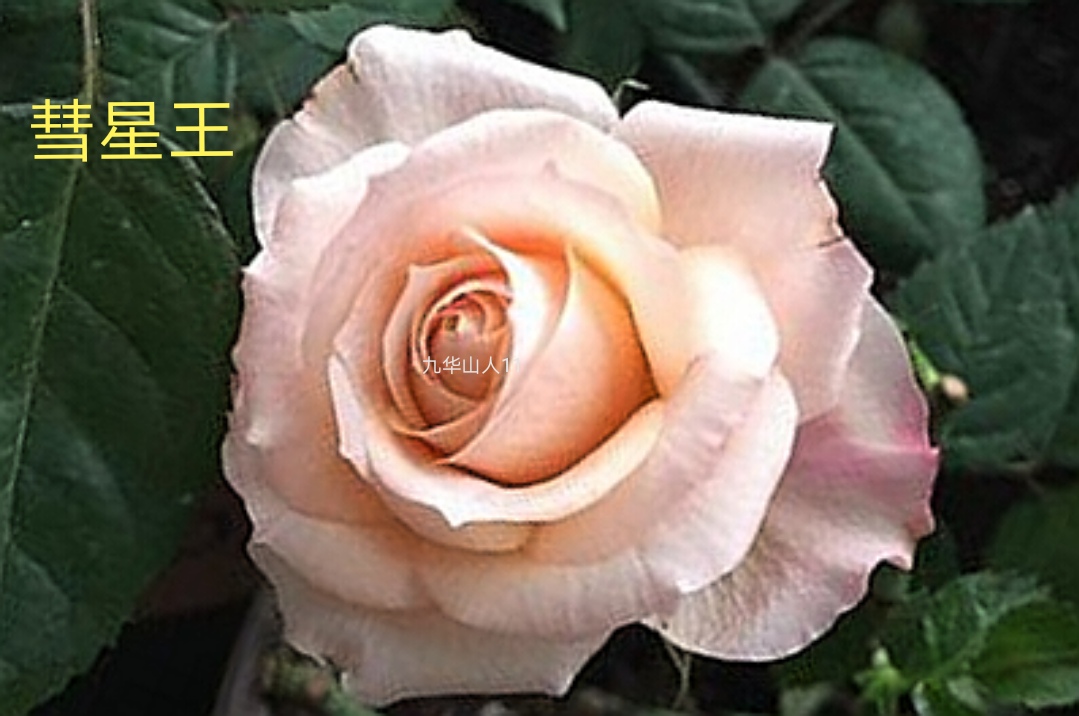 阳台系列月季品种大全,微型月季藤本月季