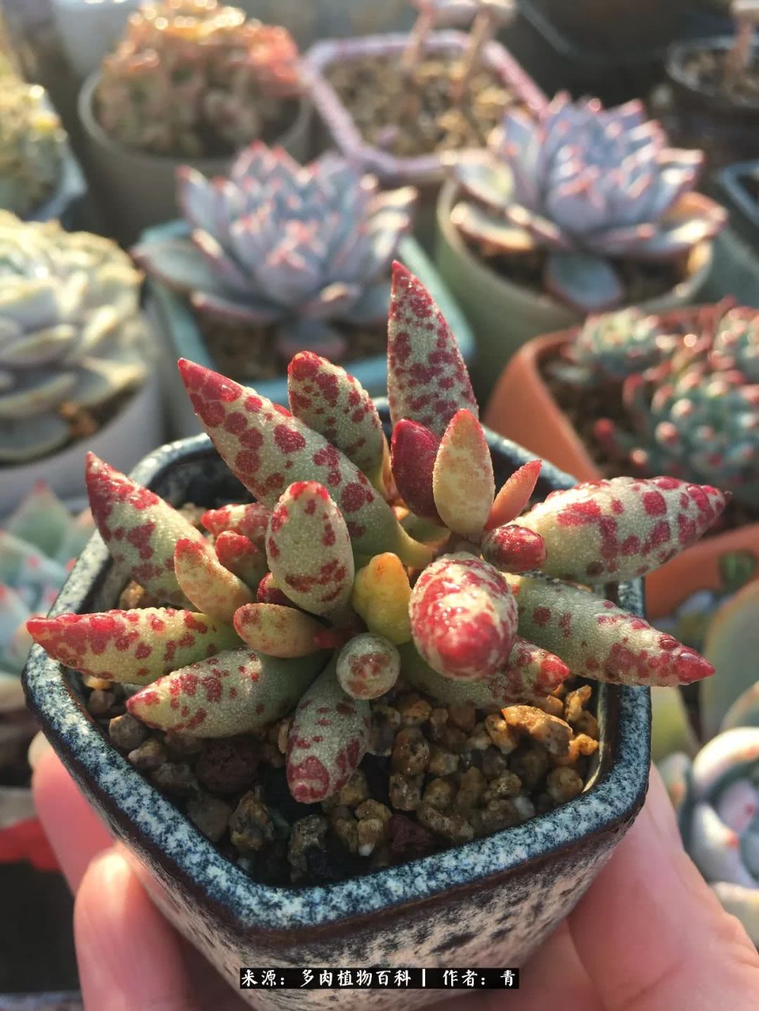 入坑多肉无法自拔,沉迷多肉无法自拔