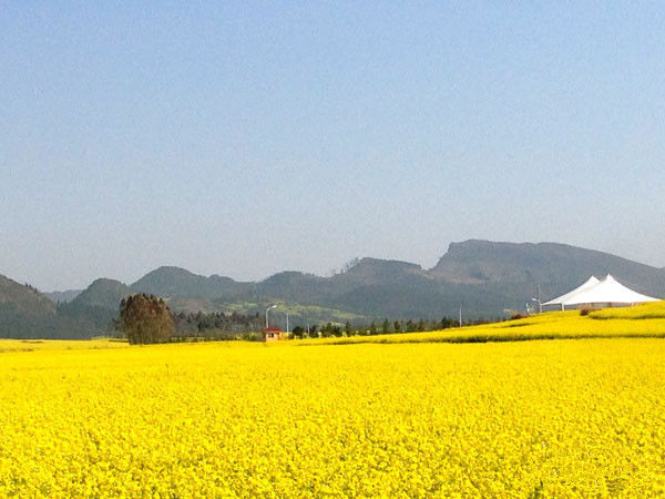 走进春天走进桃花盛开的地方,云南罗平金色花海之旅