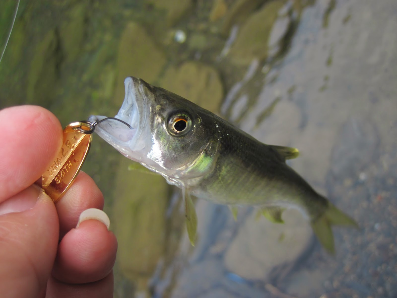 海竿竿稍太硬了看不清鱼信号,海竿竿稍硬看不出中鱼