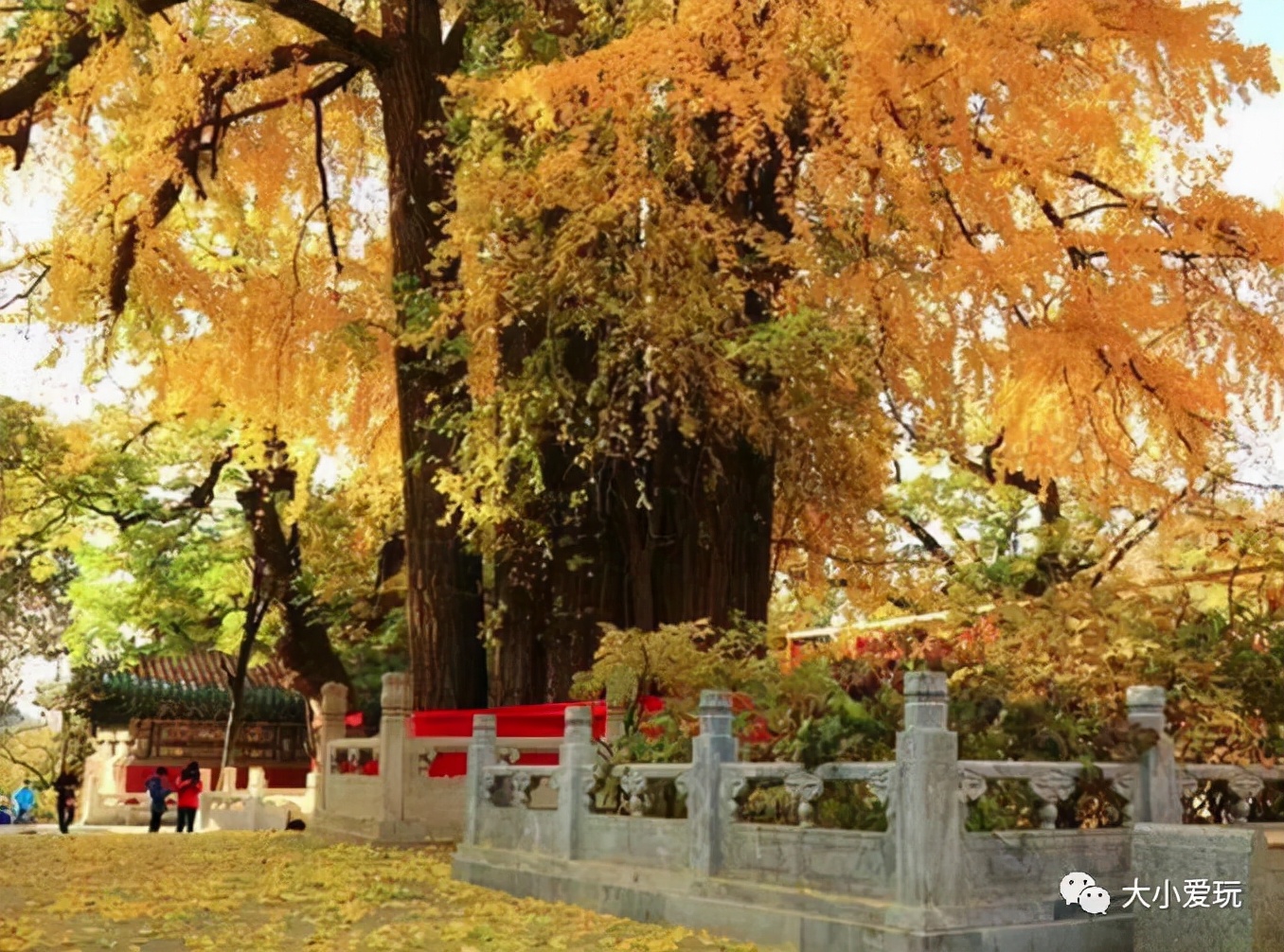 北京红螺寺银杏最佳观赏时间,北京赏银杏景区有哪些