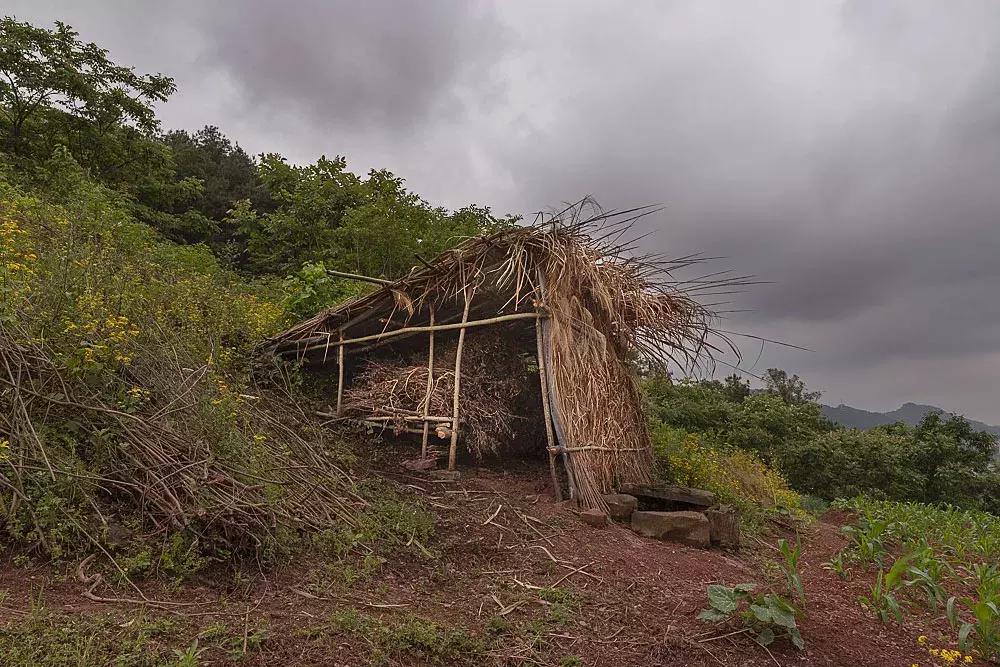 渝北枇杷正黄，冒冒失失穿越铁壁、胜保、斗碗三寨