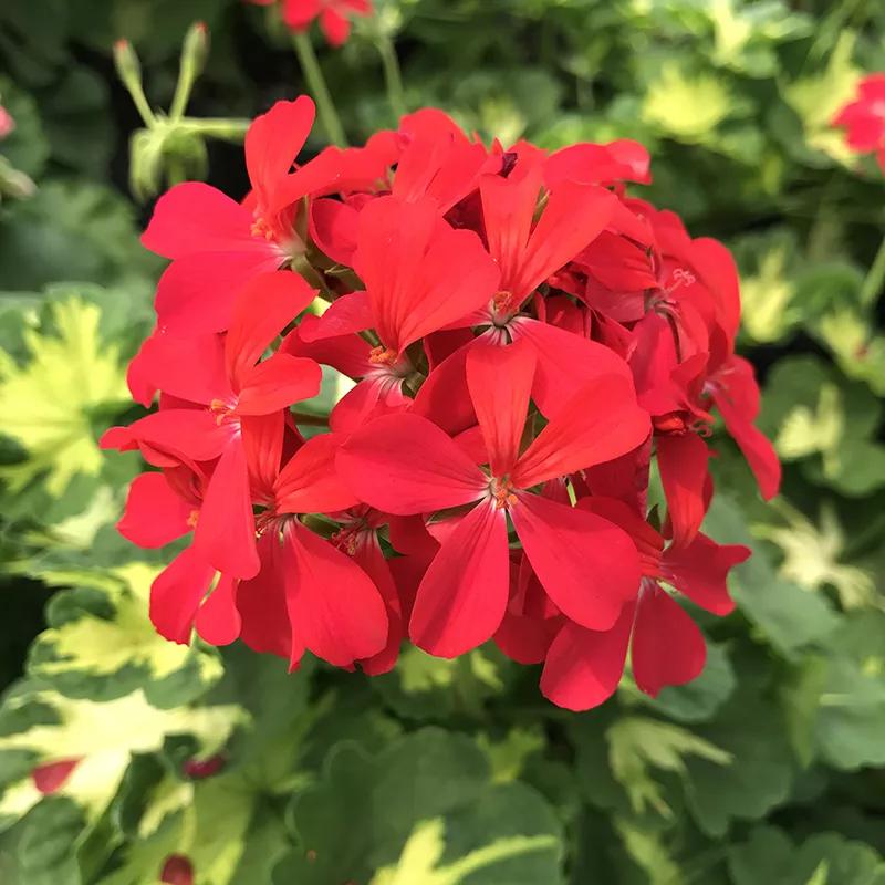 10种天竺葵,天竺葵100种图片大全