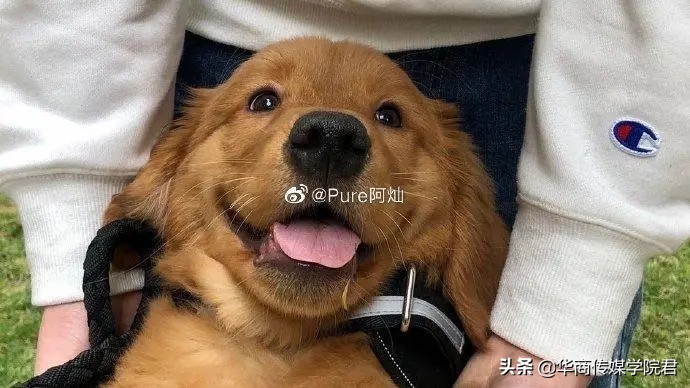 宠物托运黑心产业链,6000元买什么宠物