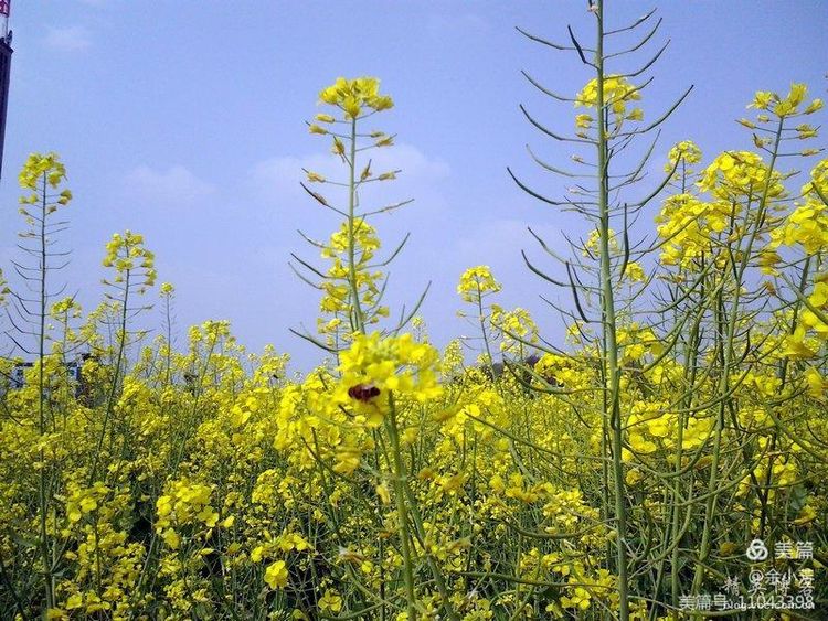 梦中的油菜花田,梦中的油菜花完整版