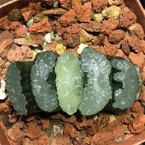 多肉十二卷的观赏价值,多肉十二卷的养护方法