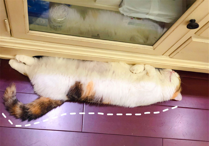 猫咪腹部不大就一定是猫传腹吗,猫咪腹部下垂但是身体很瘦