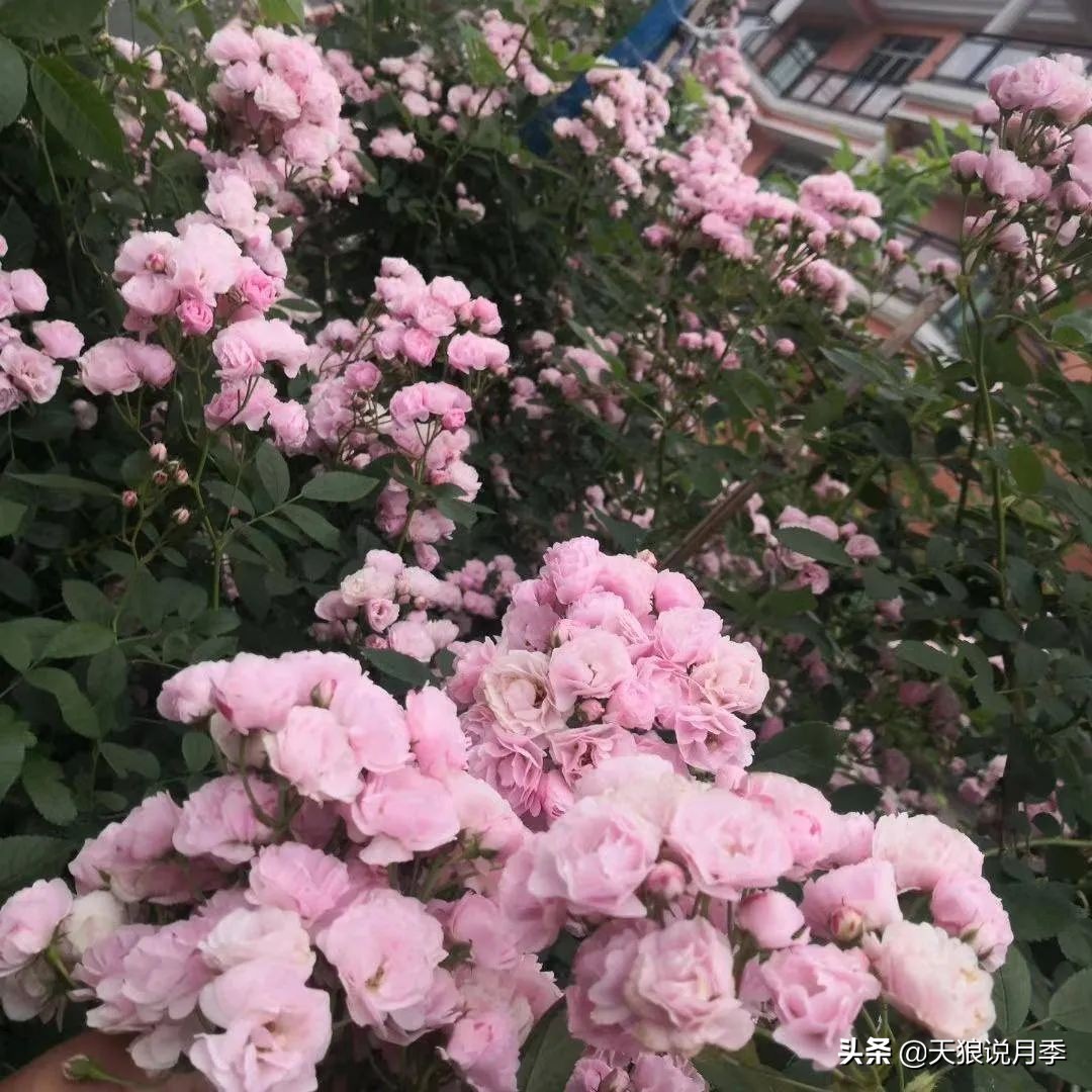 圆滚滚的绣球，瀑布般的花墙，这届花友也太会种花了吧