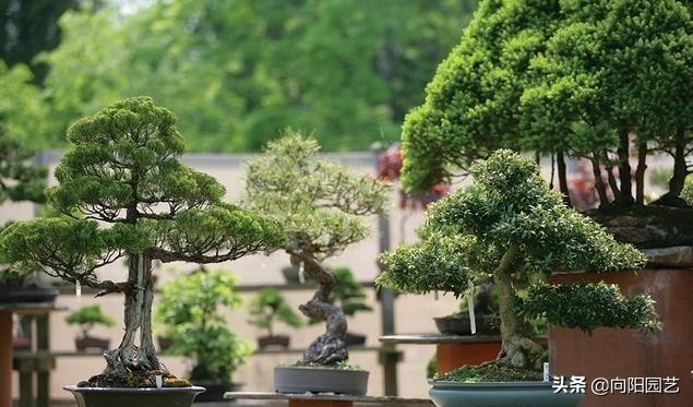 盆景应该怎么养才好看,盆景新手入门知识盆景的基本属性