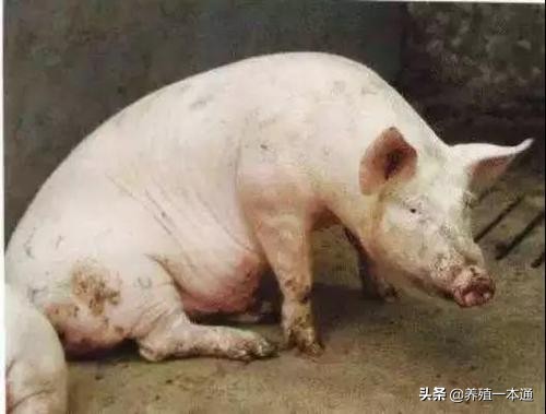 猪会吐血又会拉血是怎么回事,猪吐血是怎么回事