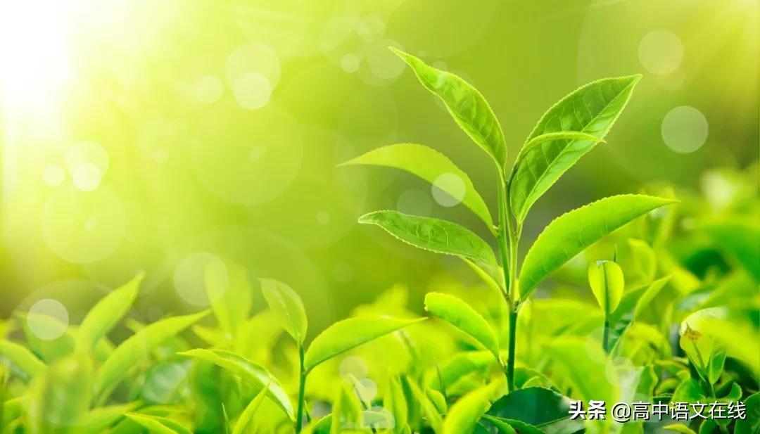 有关春天的诗词或成语,关于春天的成语古诗名句