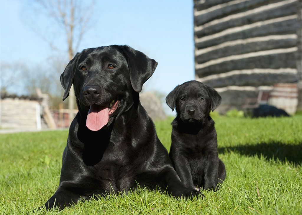 养狗狗新手必备拉布拉多,第一次养狗拉布拉多需要准备什么