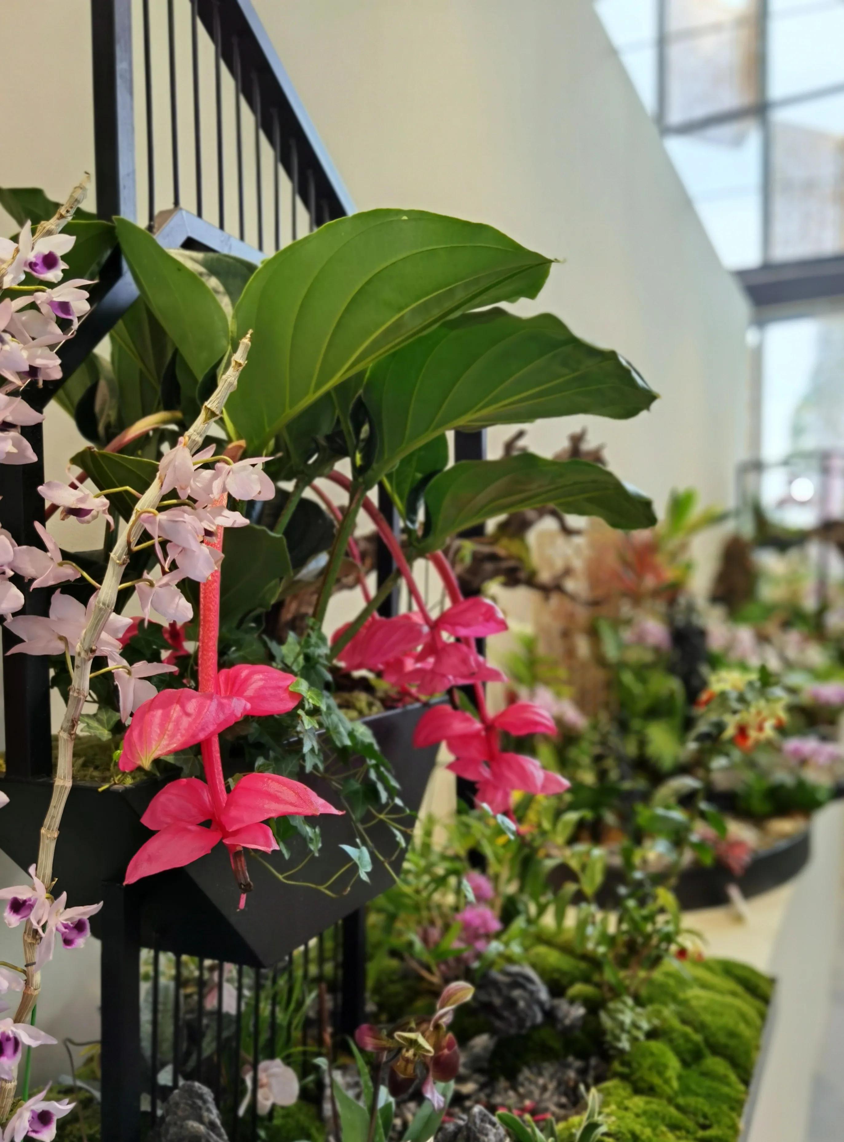 关于崇明花博会,崇明花博会全程花景