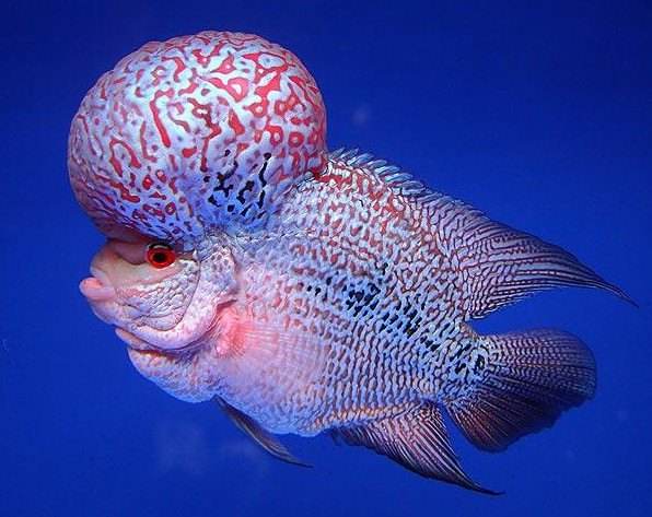 毒苗罗汉鱼饲养,罗汉鱼饲养教程上