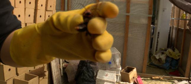 小伙养殖胡蜂一只蜂王卖3000元,农村小伙养殖胡蜂年突破百万