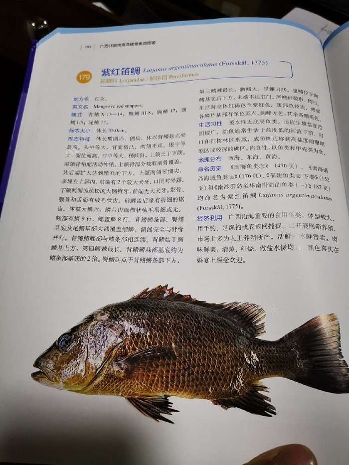 矶钓一竿远,精彩矶钓