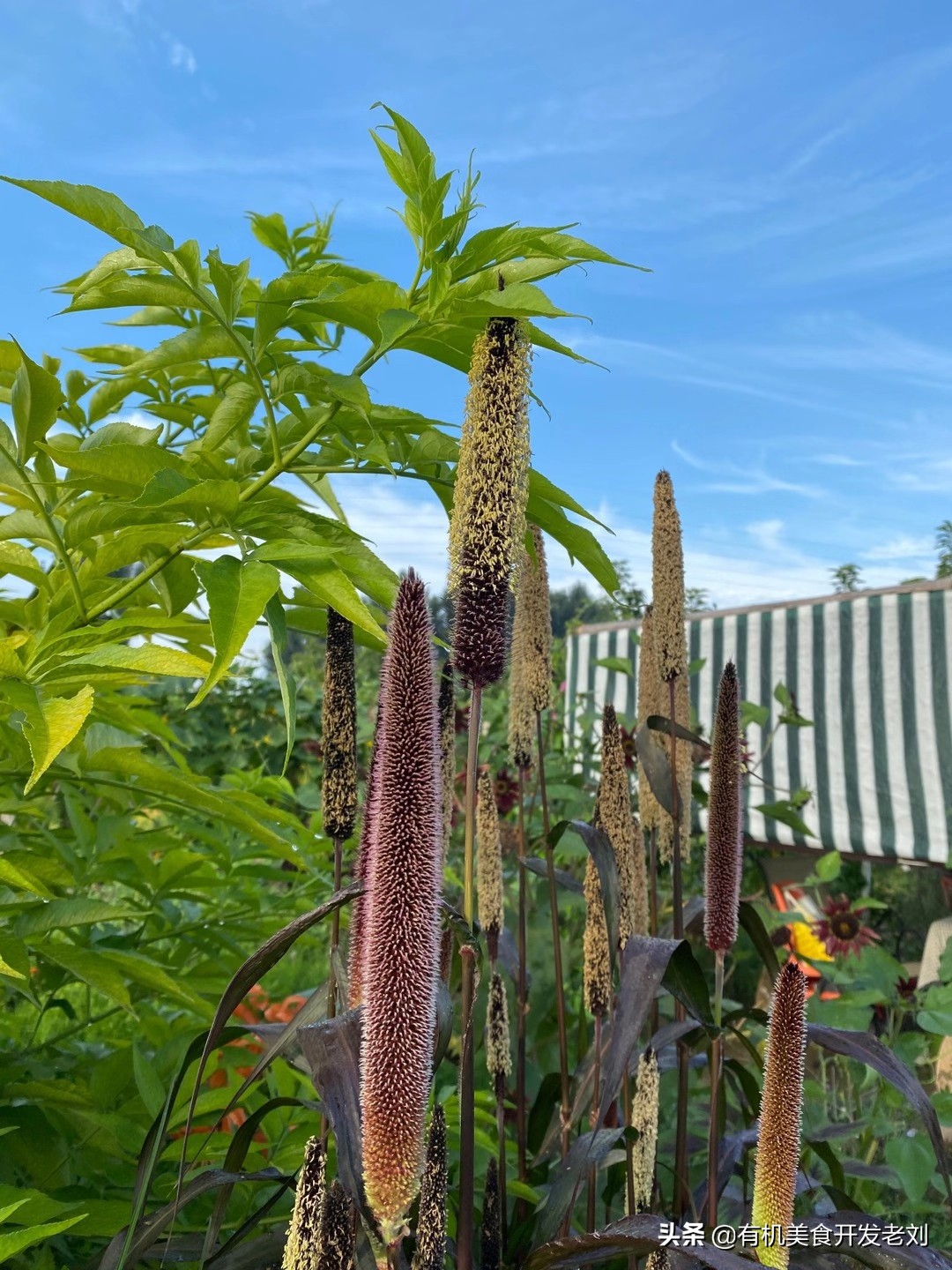 芒果的快速吃法吃货一定要知道,各种品类芒果的吃法