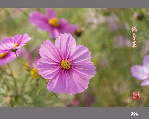 心理小常识知识大全,日常心理学小妙招