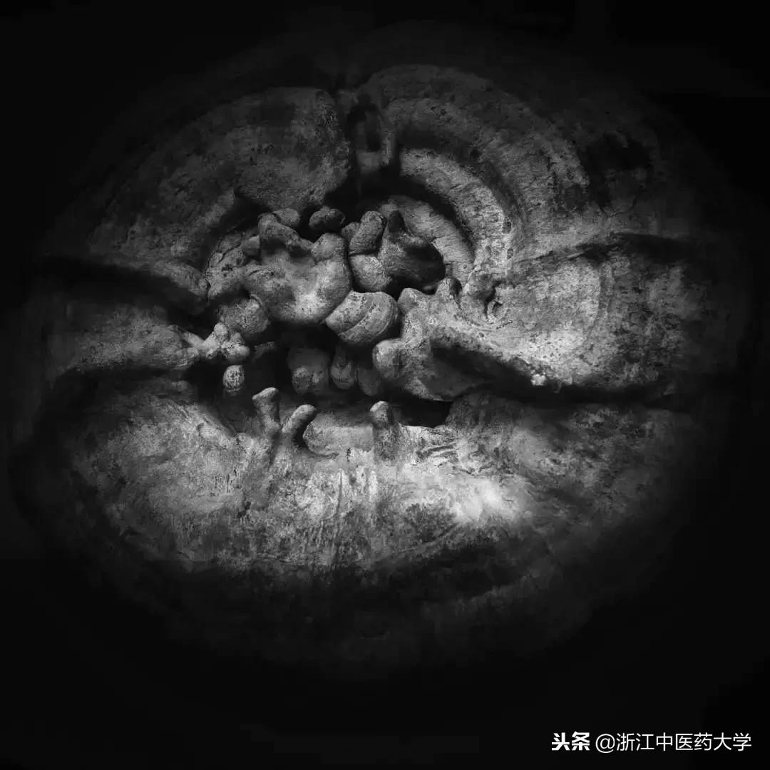 用镜头诉说中医药之美