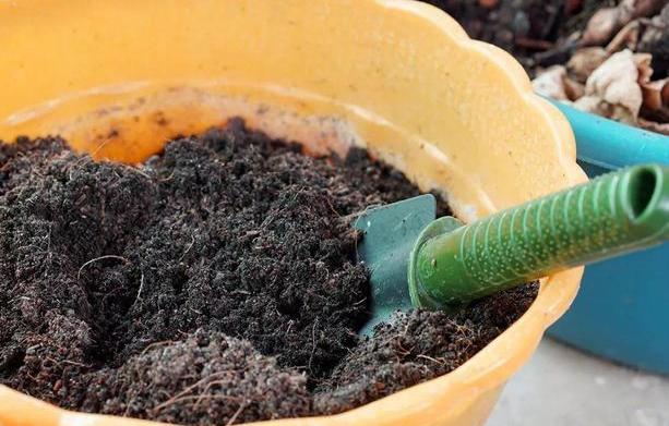 家庭盆栽土壤不透气怎么办？核桃壳、瓜子皮一用，烂根问题不在